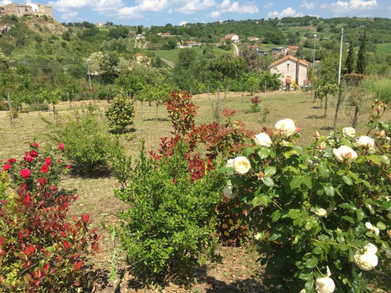 Recent view of the Prayer Garden